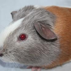 Marsvin Creutzbergs Washabi