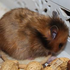 Hamster HAMSTERHEAVENS Sheeba