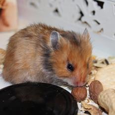 Hamster HAMSTERHEAVENS Sheeba