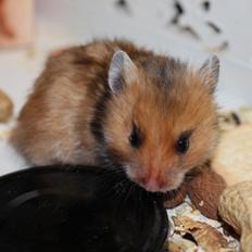 Hamster HAMSTERHEAVENS Sheeba