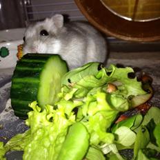 Dværghamster Minnie