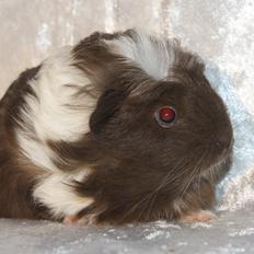 Marsvin Hauge´s Nova