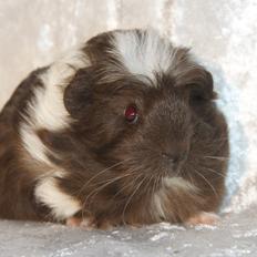 Marsvin Hauge´s Nova