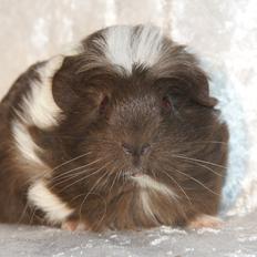 Marsvin Hauge´s Nova