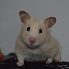 Hamster Maisie