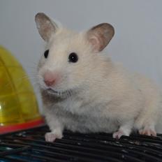 Hamster Maisie