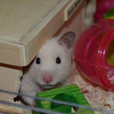 Hamster Maisie