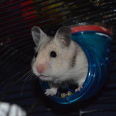 Hamster Selena