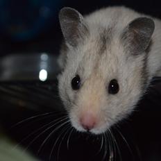 Hamster Selena