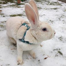 Kanin Hanekulle's Orfeus