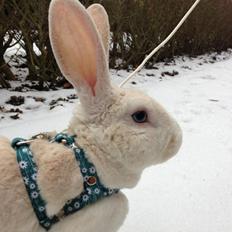 Kanin Hanekulle's Orfeus