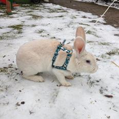 Kanin Hanekulle's Orfeus