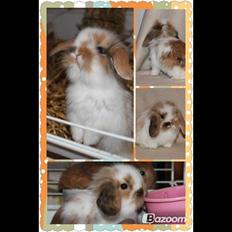 Kanin Lilliens Connors Hill "Nor"