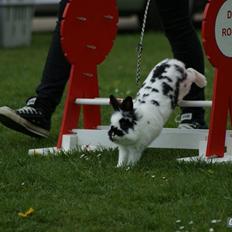 Kanin Staldlyne's Mani Mix