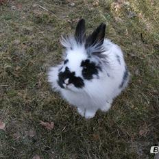 Kanin Staldlyne's Mani Mix