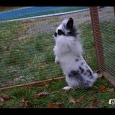 Kanin Staldlyne's Mani Mix