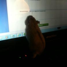 Dværghamster Prinsesse