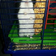 Dværghamster Prinsesse