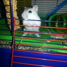 Dværghamster Prinsesse