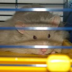 Hamster Puff Løvehjerte