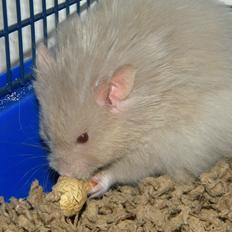 Hamster Puff Løvehjerte