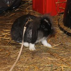 Kanin Sunsides Power of Fire