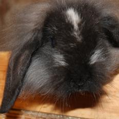 Kanin Sunsides Power of Fire