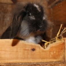 Kanin Sunsides Power of Fire