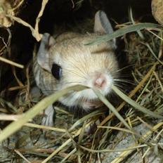 Hestespringer | Oxnard