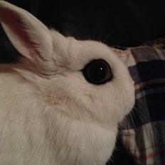 Kanin Little Miss Valentine (Hermelin)