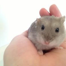 Dværghamster Theodore