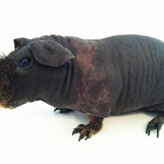 Marsvin Flintstones Mulder