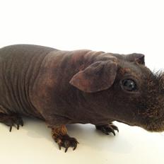 Marsvin Flintstones Mulder