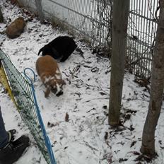 Kanin Hoplas Stritøre