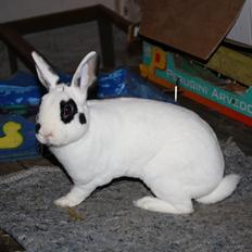 Kanin Team Winther`s Don`t Worry Be Happy.