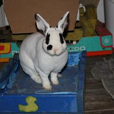 Kanin Team Winther`s Don`t Worry Be Happy.