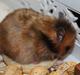 Hamster HAMSTERHEAVENS Sheeba