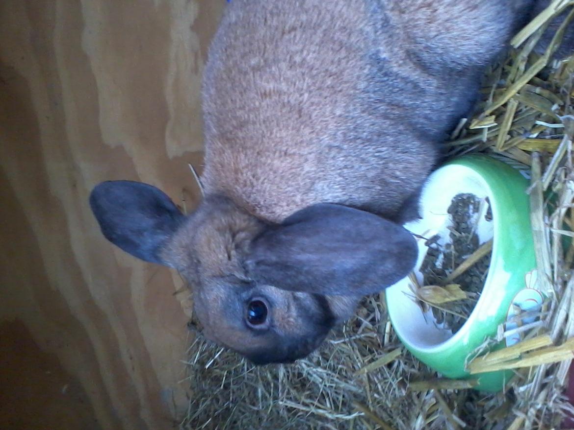 Kanin Molly billede 6