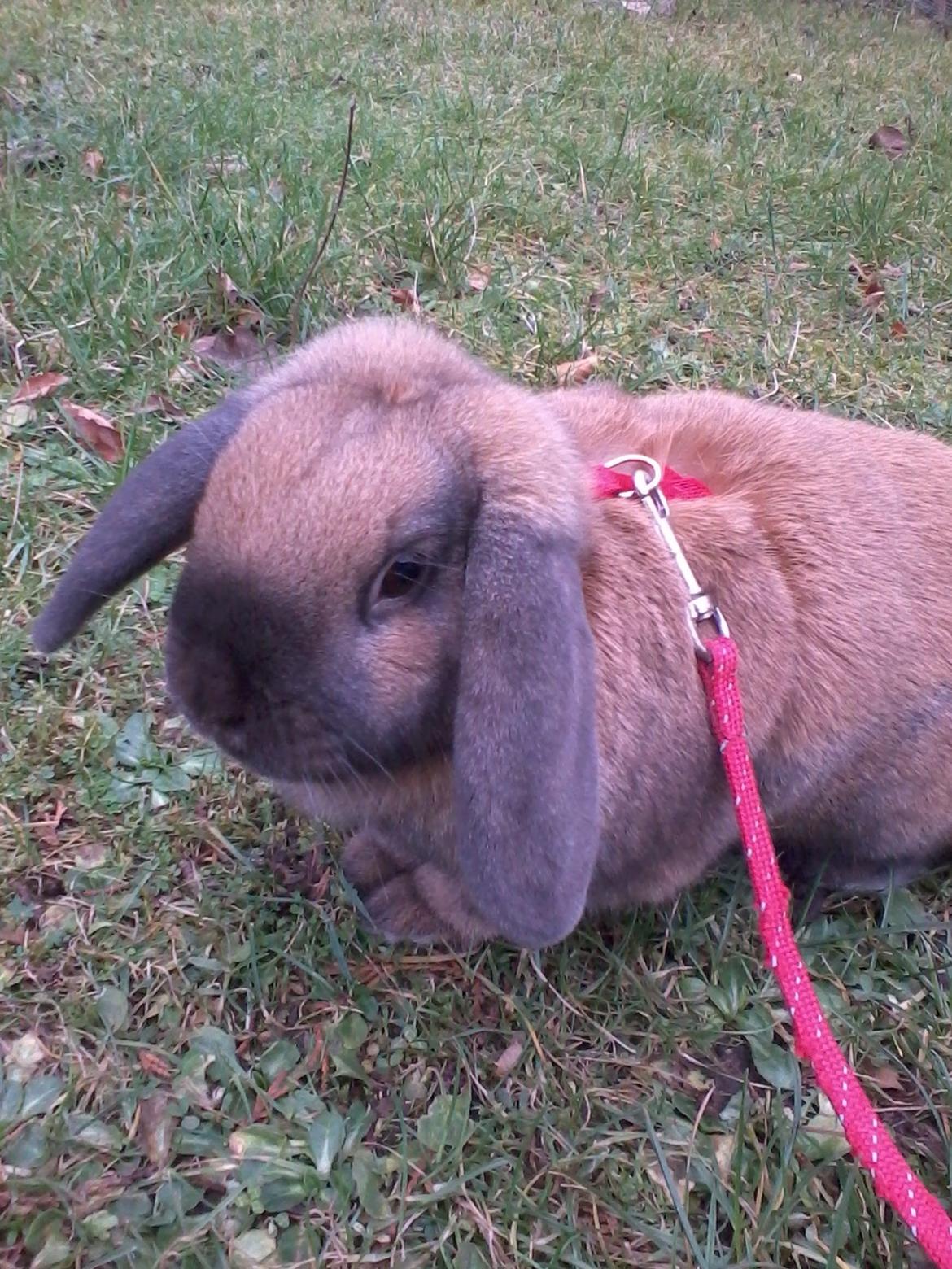 Kanin Molly - På tur:) billede 10