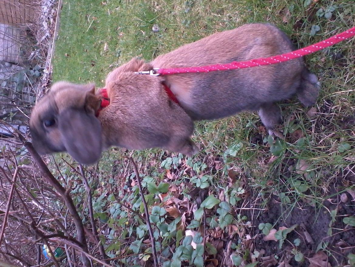 Kanin Molly - "Snuser" billede 11