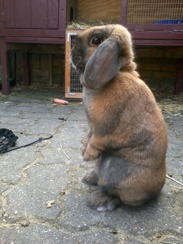 Kanin Molly billede 8