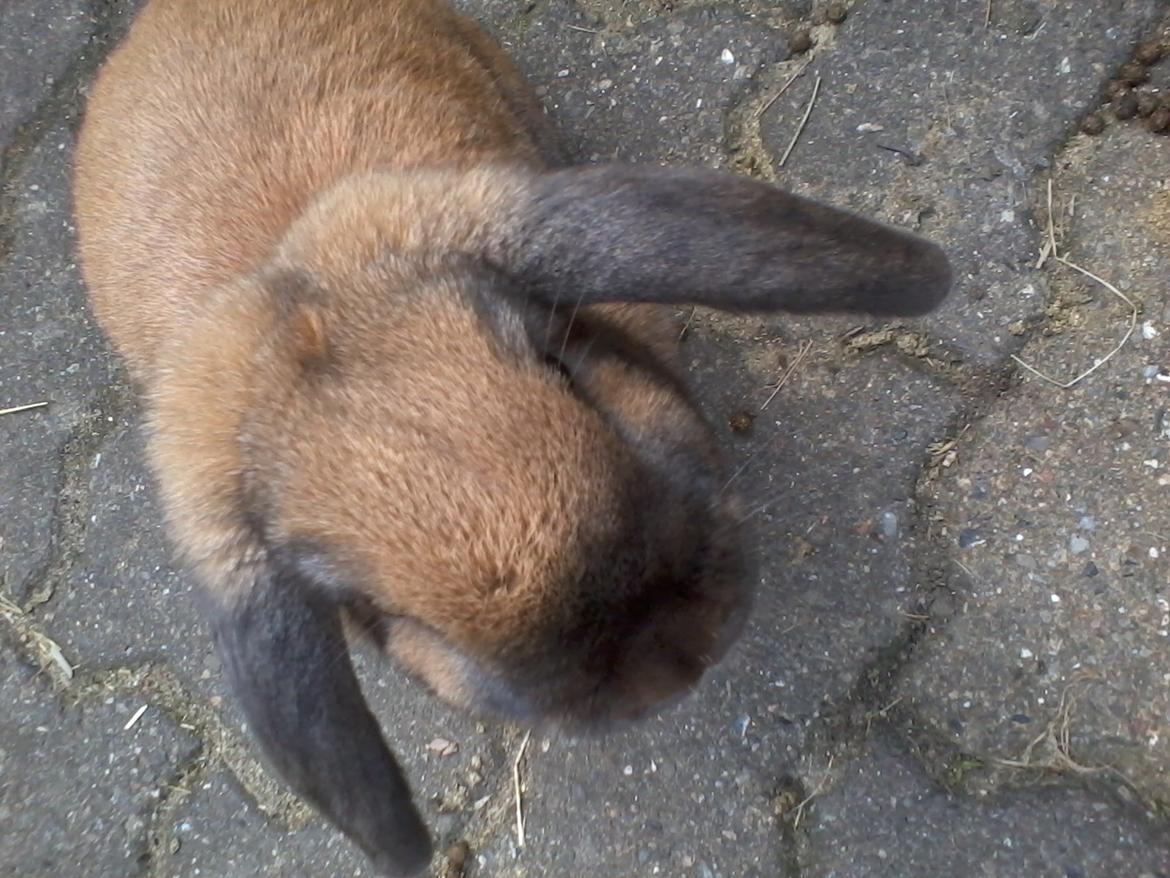 Kanin Molly billede 7