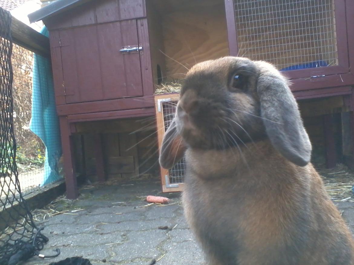 Kanin Molly billede 9