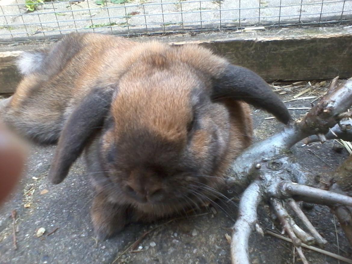 Kanin Molly billede 12