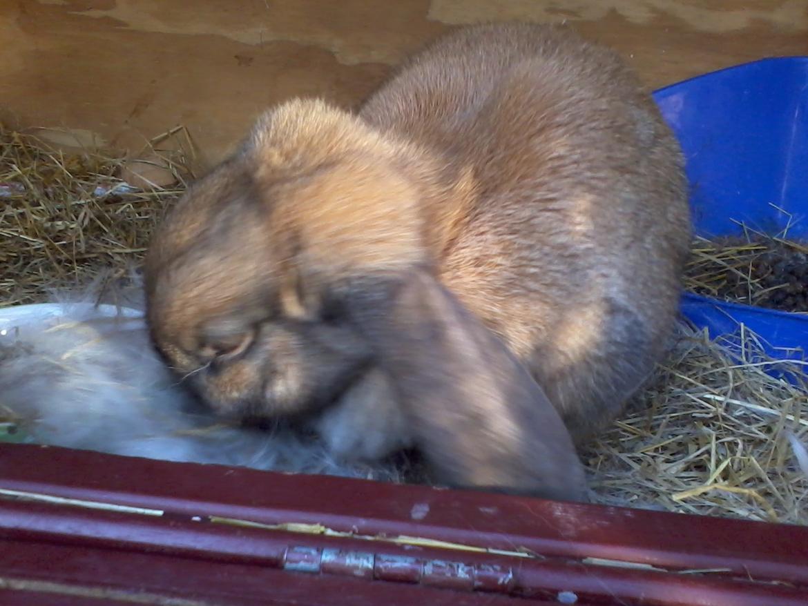 Kanin Molly - Ordner buret! :) billede 13