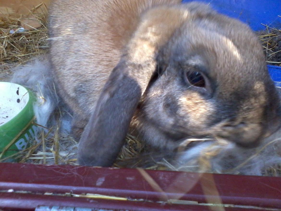 Kanin Molly - Ordner bur! :) <3 billede 14
