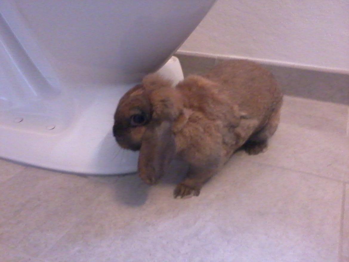 Kanin Molly - Indenfor på badeværelset:) billede 5