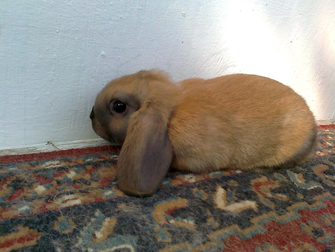 Kanin Molly - 8 uger gammel billede 1