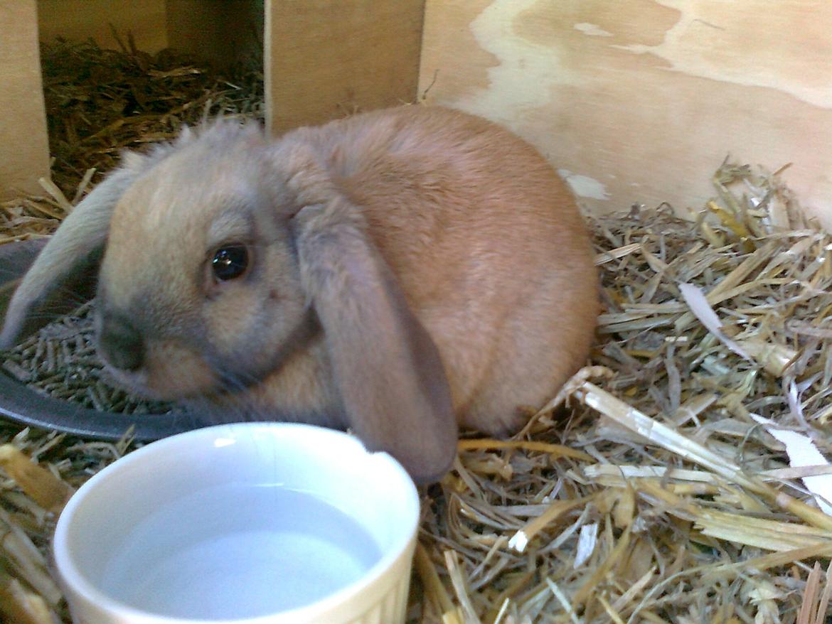 Kanin Molly - 10-12 uger gammel :) billede 3