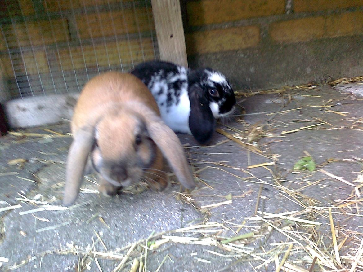 Kanin Molly - Molly og Piff:)
Ca. 10 uger gamle billede 2